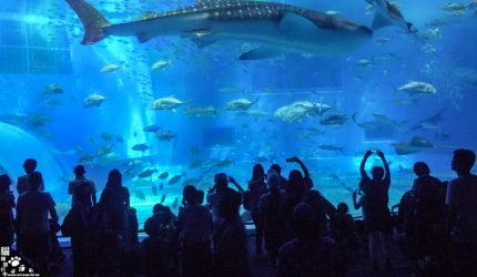 【沖繩】美麗海水族館