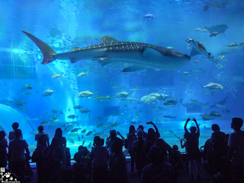 【沖繩】美麗海水族館