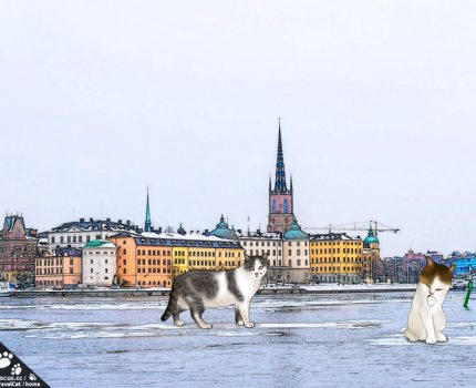 貓咪走跳斯德哥爾摩，沒有忘記口罩很重要！