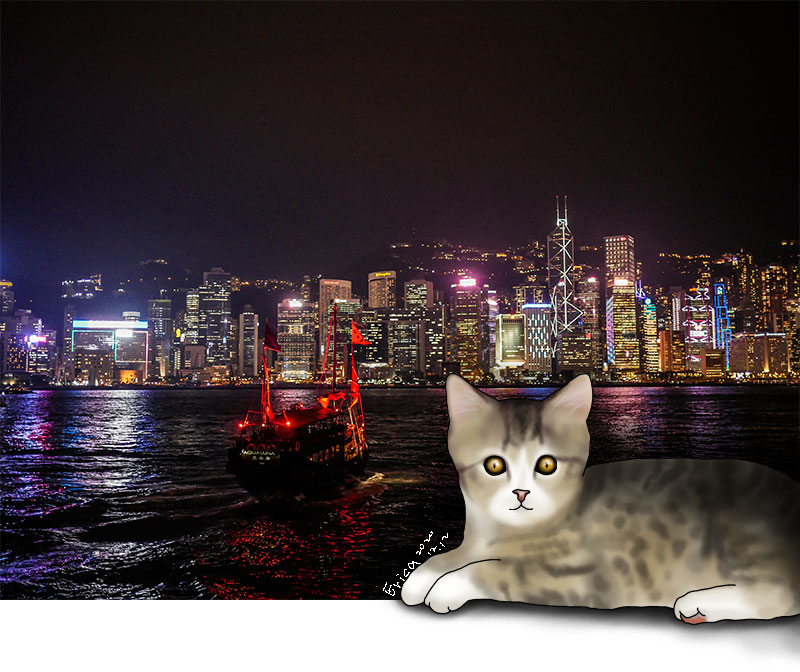 香港 夜景 手繪貓咪