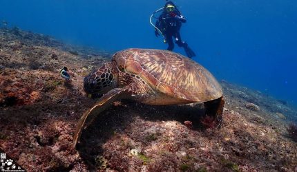 【離島】小琉球潛水．跟海龜說聲嗨！