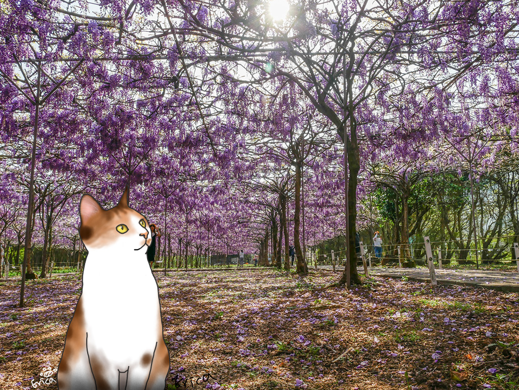 〔旅行到淡水〕滿滿的紫藤花．淡水紫藤咖啡園二店〔Writing NFT 版本〕